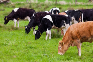Carne de vaca