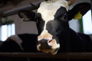 Vaca Leche