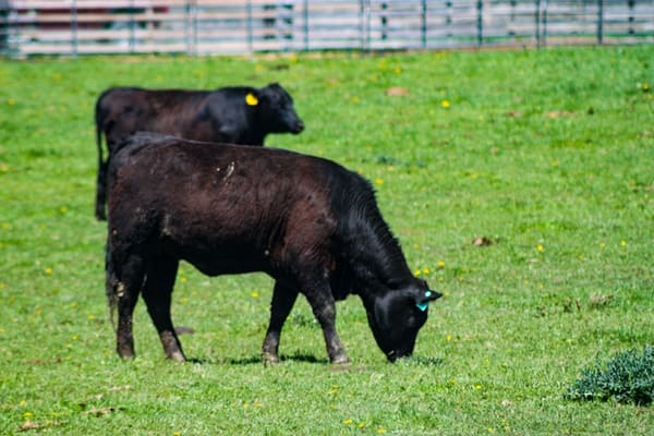 Vacas
